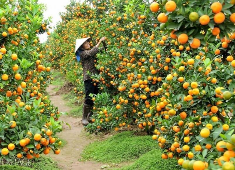 CẨM NANG DU LỊCH CẦN THƠ (PHẦN 2)